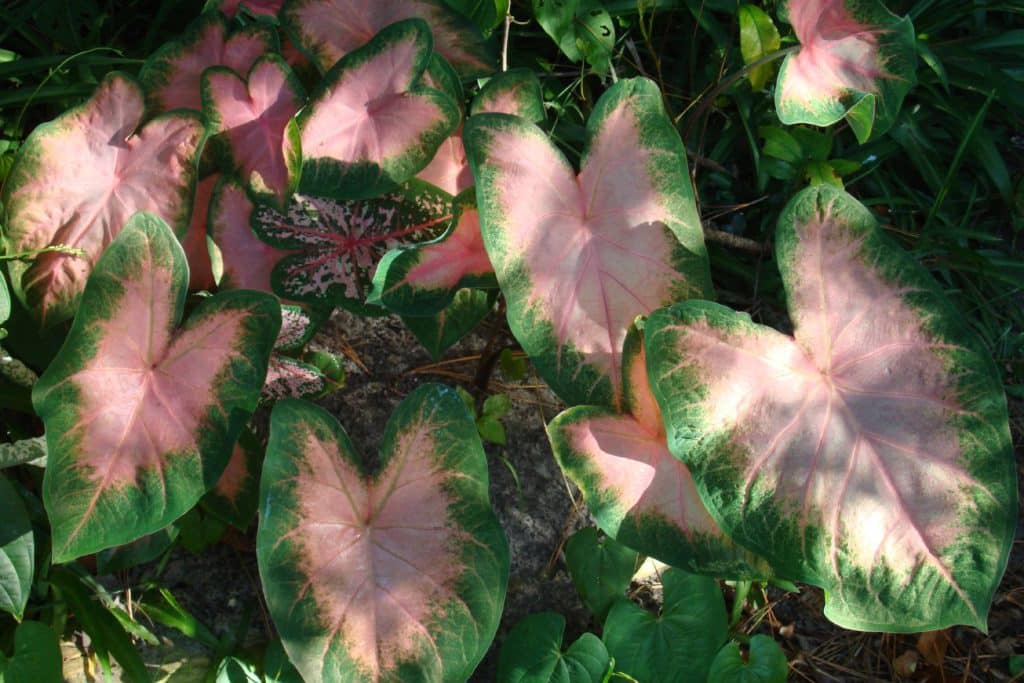 Plants in the shade protected from the summer heat.